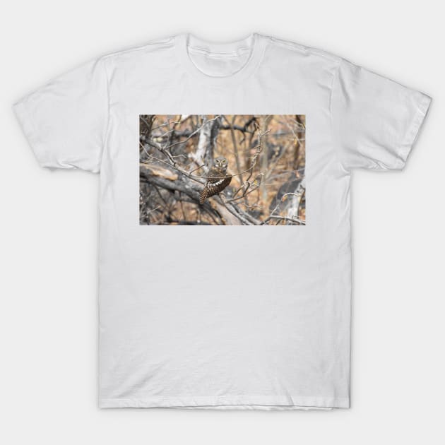 African Barred Owlet T-Shirt by Steves-Pics